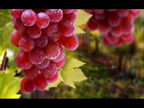 Angoor(Grapes) ki Production Technology Dr.Ashraf Sahibzada