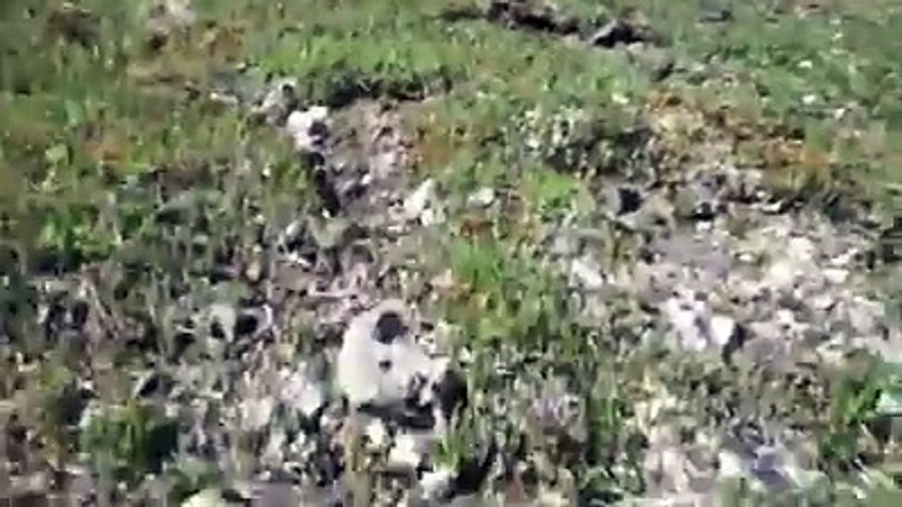 صدم عليه دب أو هو وحدو في الجبل أو معندوش سلاح تفرج شصار