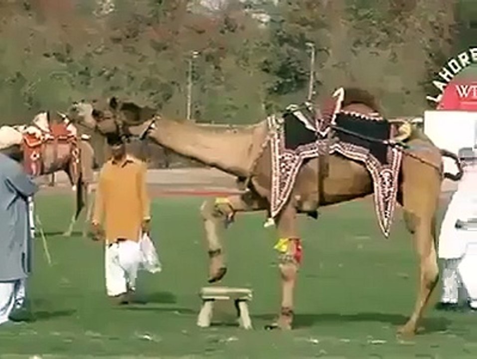 funny clip