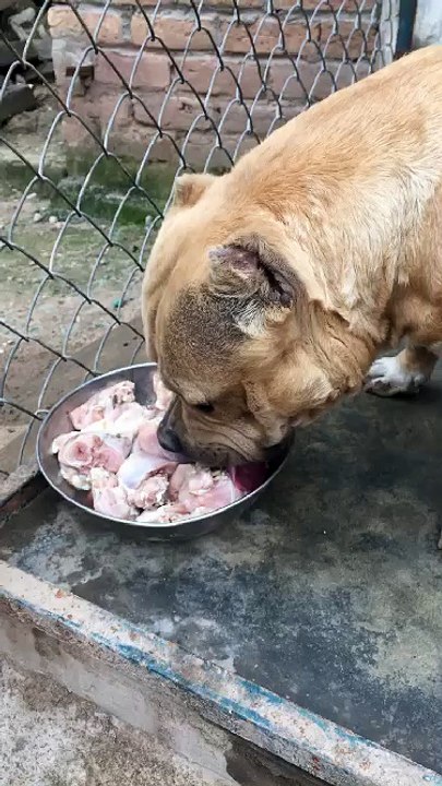 Dog