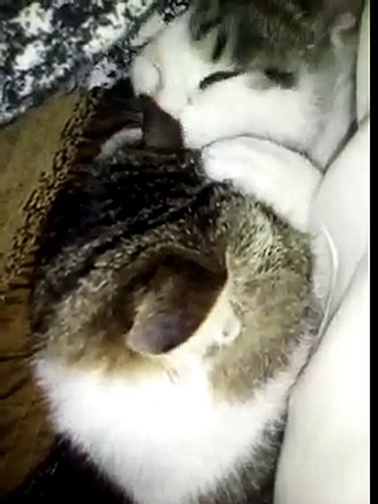 Tomy and  Rocky