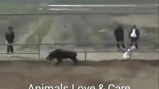 interesting fight between dogs and pig.must watch.