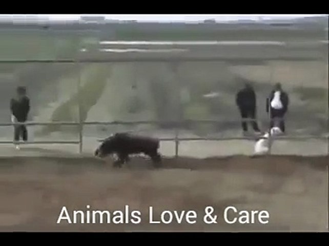 interesting fight between dogs and pig.must watch.