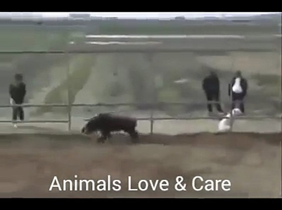 interesting fight between dogs and pig.must watch.