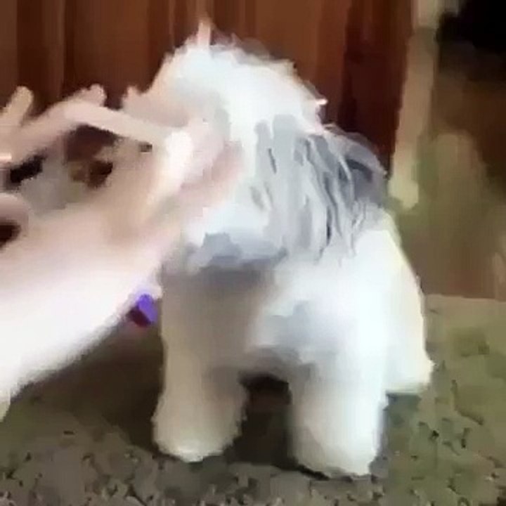 Funny Vide