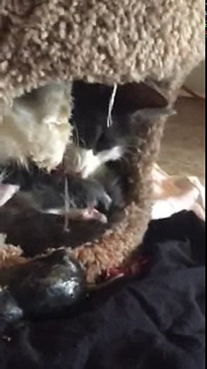 Diamond giving birth