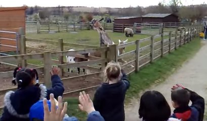 Talented Goat Waves Goodbye