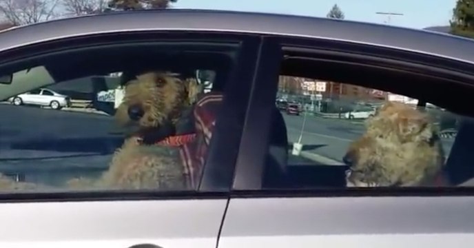 Cães fartos de esperar no carro passam à ação para chamar os donos