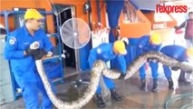Cet énorme python capturé en Malaisie serait le plus gros serpent au monde