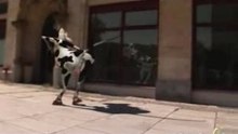 MojoFlix: Crazy Cow I Like To Moo