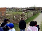 Goat Waves to Say Goodbye