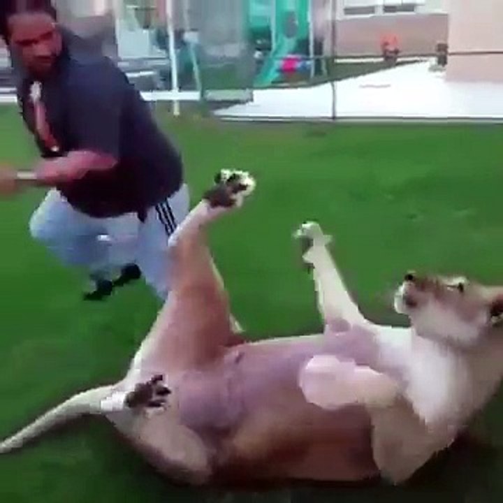 Arab lion prank Must Watch Video-Funny videos 2016