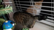 Cat 'freaks out' when another cat comes to visit