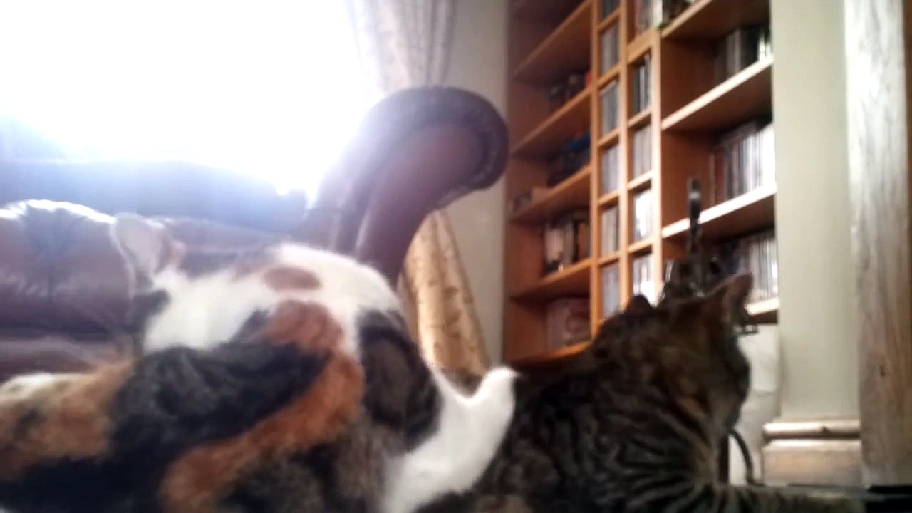 Catlapse Ep4 Marmalade and Peach in the living room