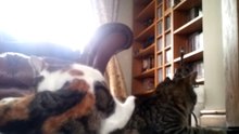 Catlapse Ep4 Marmalade and Peach in the living room