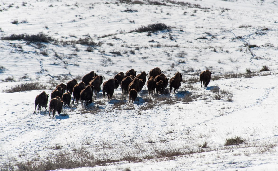 The Buffalo Hunt