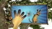 ★ Finger Family 3D Rhyme ★ Funny Kangaroo 3D Animal Finger Family ★ Papa Finger Where Are You ★