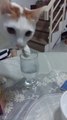 Cat Drinks Water with Paws
