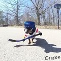 Deux petits chiens jouent au Hockey