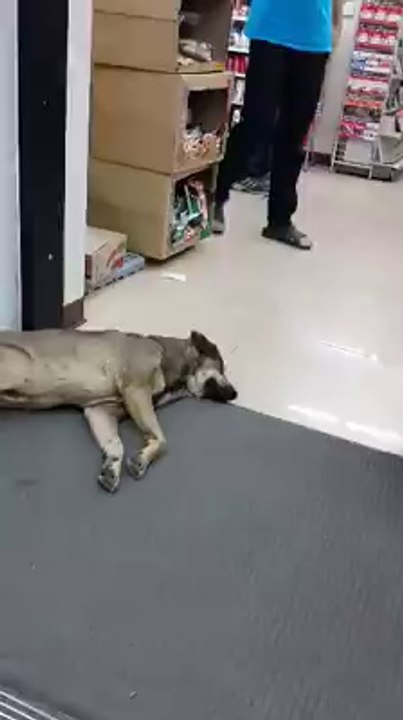 Automatic Door Closes on Sleeping Dog's Head
