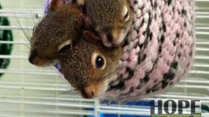 Sanctuary Saves Hundreds of Squirrels Per Year