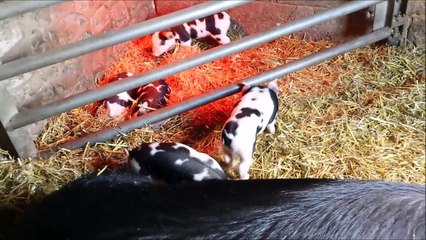 Piglets