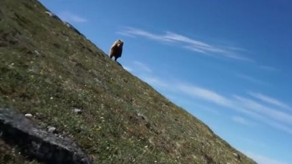 Pretty Much The Only Defense You Have Against A Grizzly Is An F Bomb