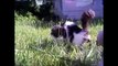 Cat Eats Grass.