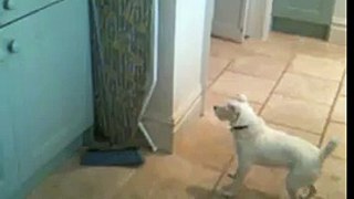 dog fights brush.