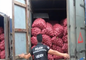 Decomisan 900 sacos con cebollas de Perú