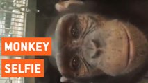 Monkey Steals GoPro and Takes Selfie
