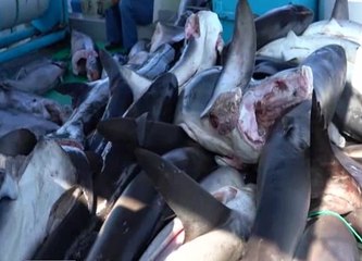 Más de veinte detenidos por delito ambiental en Galápagos