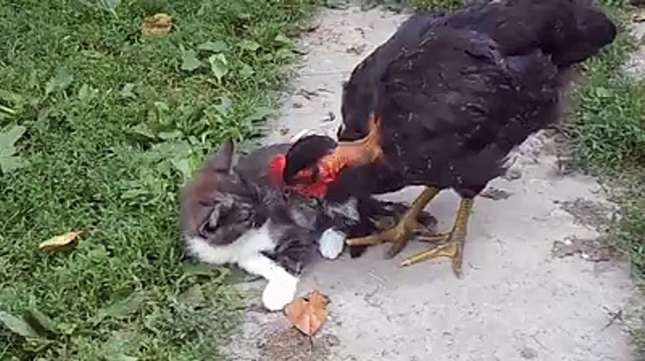Chicken cleans parasites of cat
