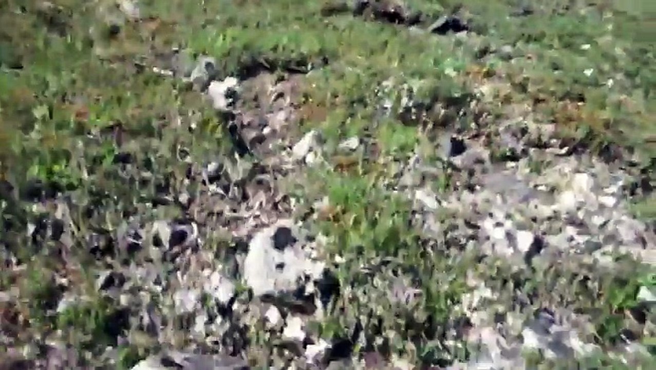 Hiker Has A Terrifying Bear Encounter And Handles It Like A Pro