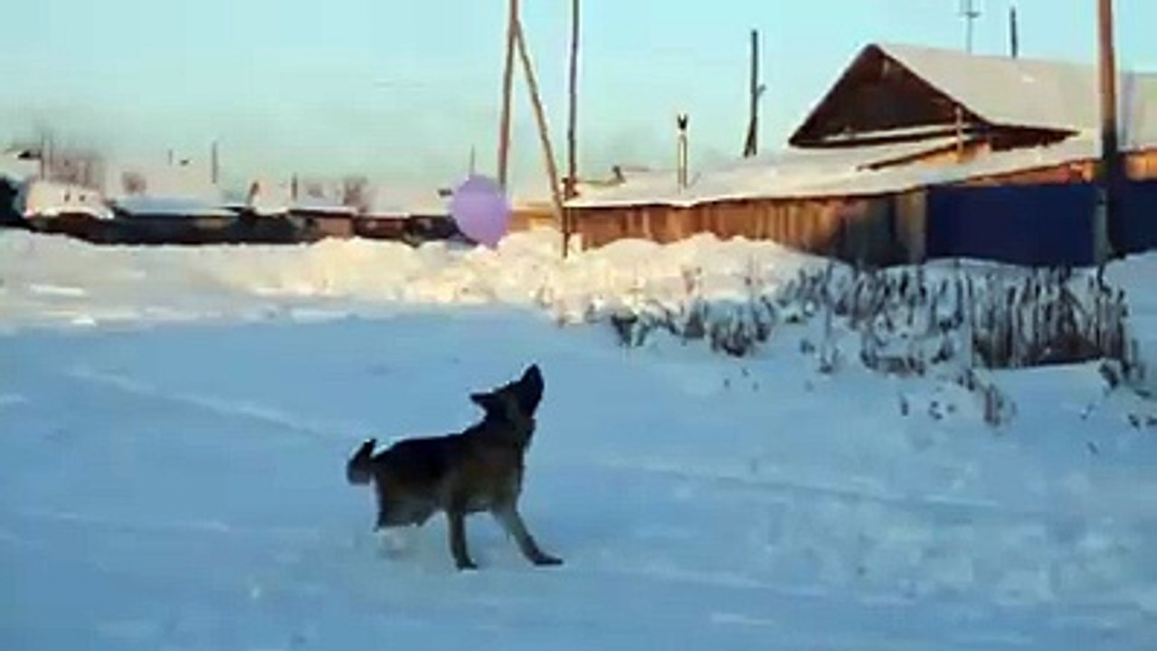 Funny Dog Doing Fun