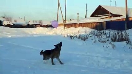 Funny Dog Doing Fun