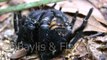 Trapdoor spider, Malaysia. 20110526_125747.m2ts