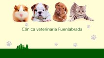 Ciudad de Los Ángeles - Clínica veterinaria Fuenlabrada - Centro veterinario Madrid