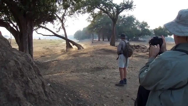 lion attack zimbabwe mana pools walking safari Africa
