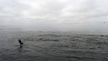 Humpback whales and seals feeding frenzy
