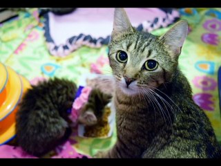 Angel Paws Kitten Shower - April 2016