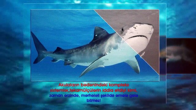 Elektrik cərəyanına həssas Akulalar