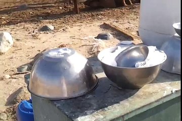 شرب حليب الابل