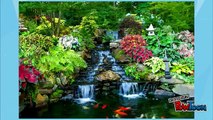 Important Tips for Buying Healthy Koi for Your Pond