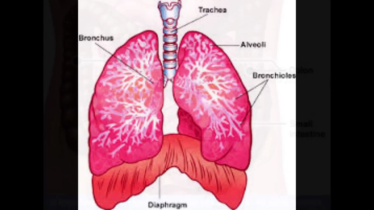 Steam bath Dr. NA Mazhar (Dr alternative medicine)