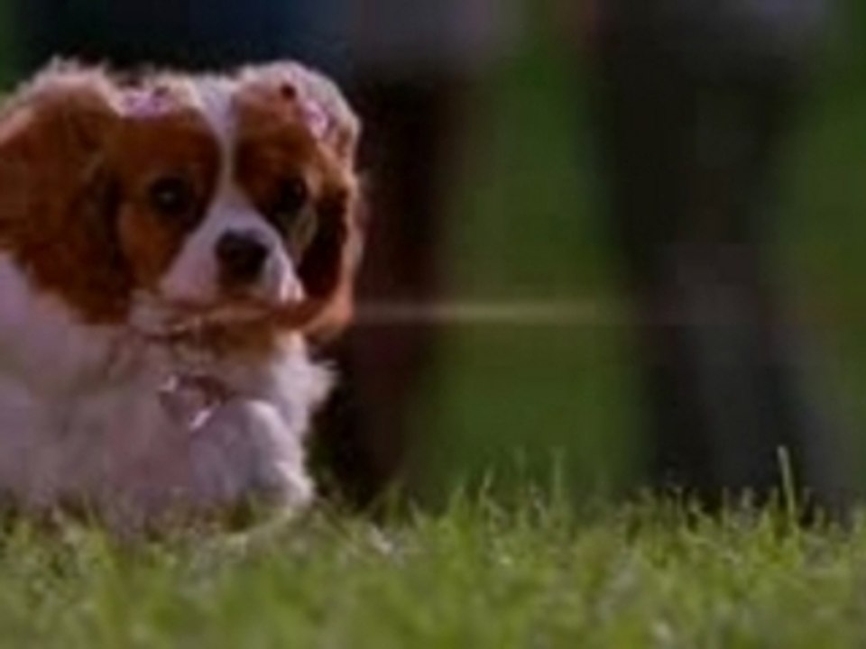 UNDERDOG – Trailer