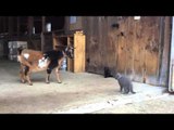 Goats Meet the Kittens