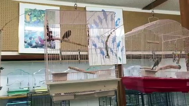 Singing Spanish Timbrado Canaries