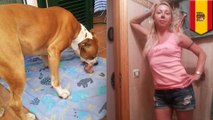 Batsh*t Russian wife stabs husband to death and feeds remains to pet dog