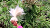 Barbie SPIDER ATTACK!!!!! Barbie Doll Hawaiian Vacation by DisneyCarToys Beach Video